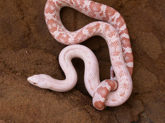 female southern pine
