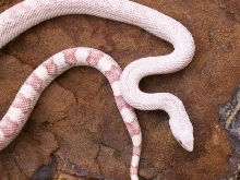 southern pine male