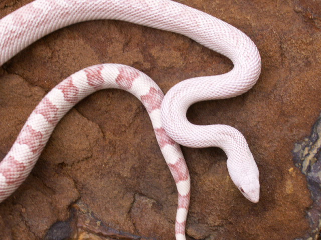 southern pine male