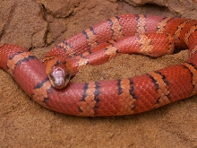 Orange cheek fresh shed 1