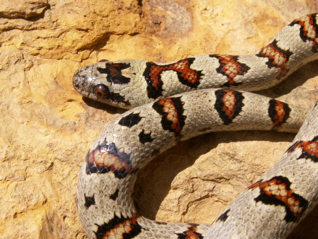 Male 05 closeup