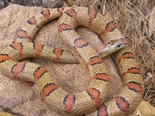 Lemke Female