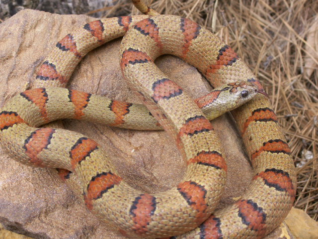 Lemke Female
