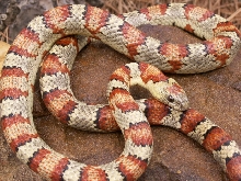 Split band male