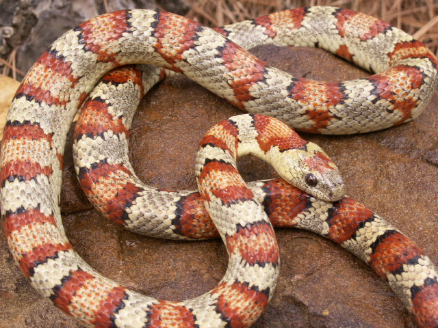 Split band male