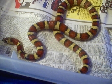 orginal male