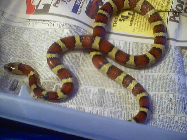 orginal male