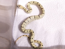 abberant male