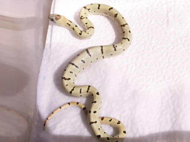 abberant male