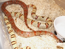 Dan V. male and gravid female