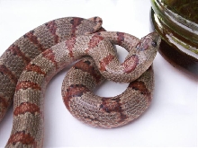 Applegate female
