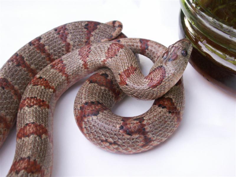 Applegate female