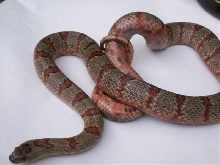 Applegate female with orange belly