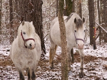 Winter in Mississippi