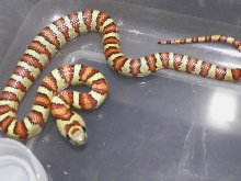 Yellow holdback male