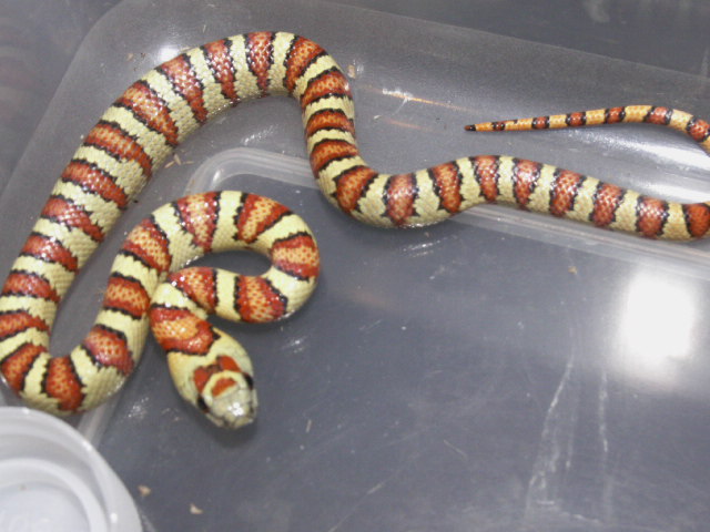 Yellow holdback male