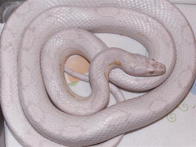 resuced corn 1