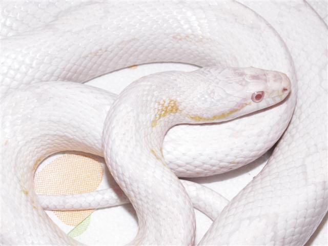 rescued corn 2