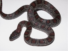 black mex mex female