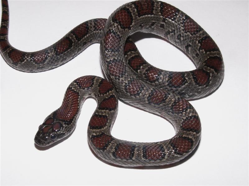 black mex mex female