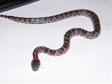 black mex mex female 1