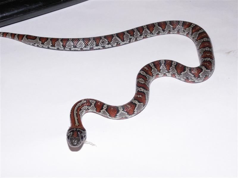 black mex mex female 1