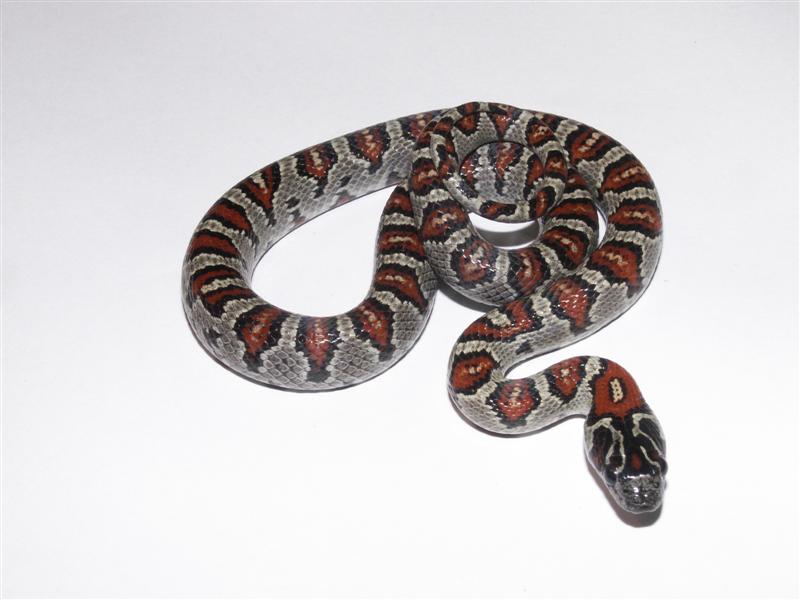 Mex mex female with abberant head