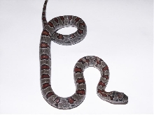 Black mex mex male 2
