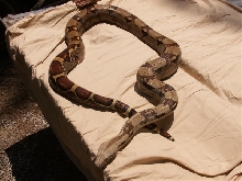 Jumanji columbian male