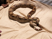 another of Jumanji