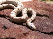 ab. female