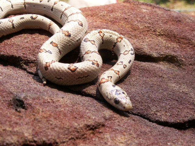 ab. female