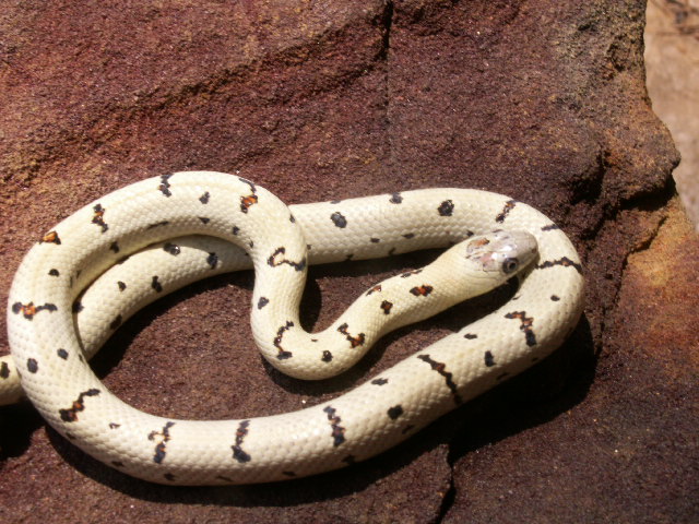 ab. male 1