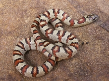 j cherry male 2005