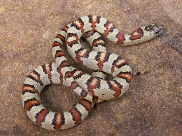 j cherry male 2005