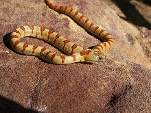 Yellow male