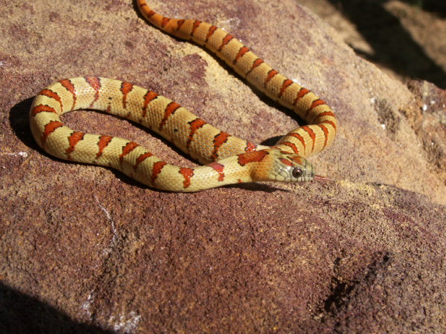 Yellow male