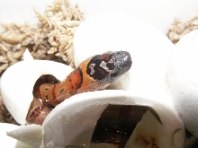 babies hatchin