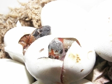 another new hatch pic