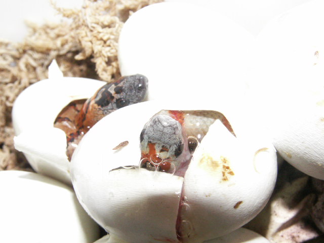 another new hatch pic