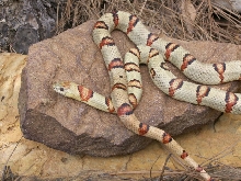 Male Thayeri
