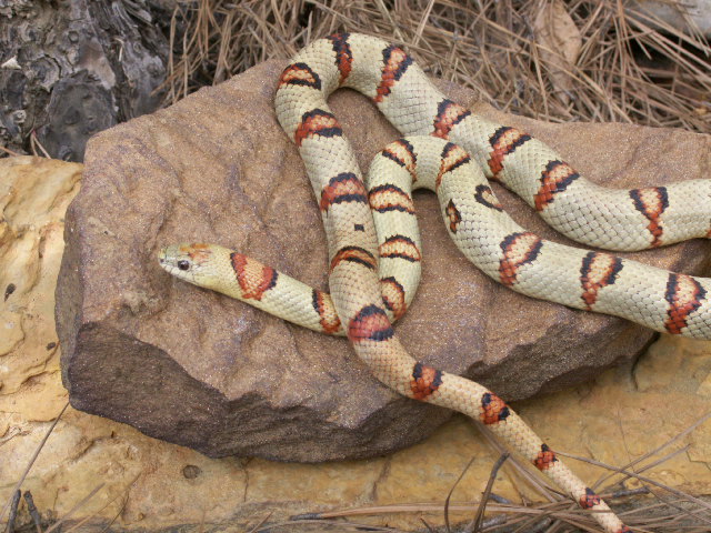 Male Thayeri