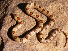 vivid female 1