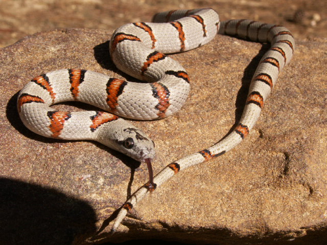 Randy Wright female