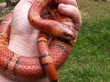 Orange Cheek Male