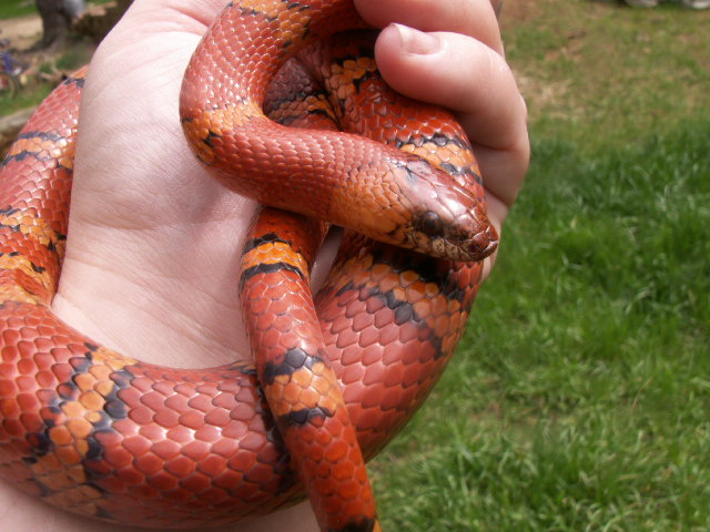 Orange Cheek Male