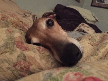 Stella