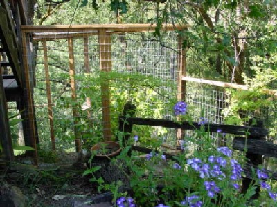 Cat Enclosure 1