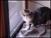 Daphne at the screen door, Autumn