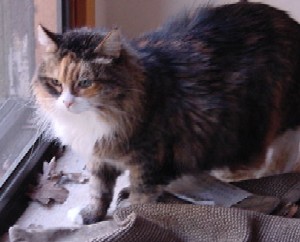 Daphne at the screen door